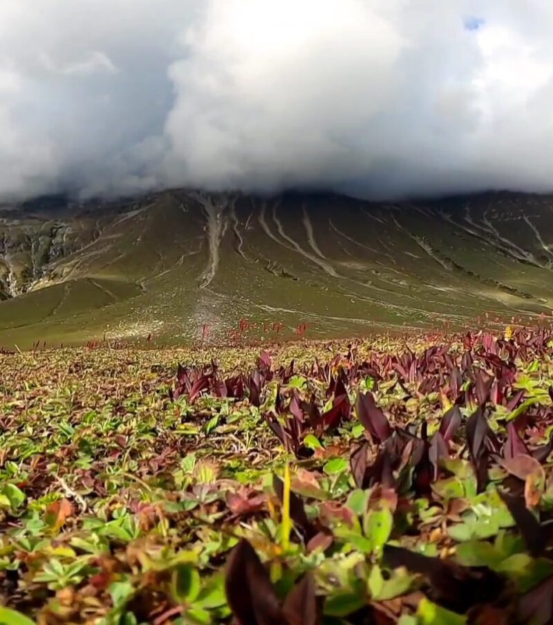 Sehkundi Meadows Naran